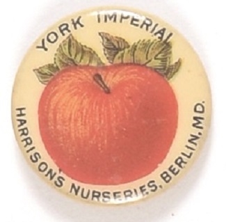 York Imperial Apple Celluloid